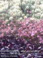 Giardinaggio, che passione!